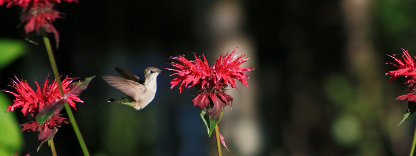A hummingbird enjoying nectar from a red bee balm flower
