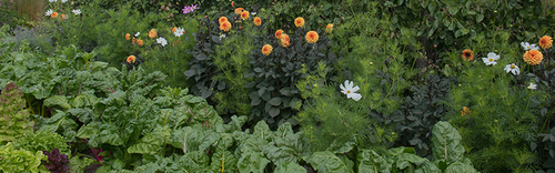 Chard, dahlias, cosmos and more growing together in a flourishing garden.