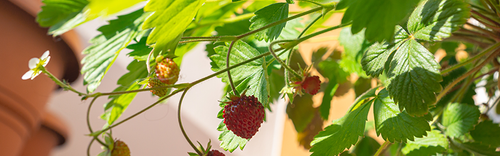 Strawberry plant with fruit in various stages of ripeness