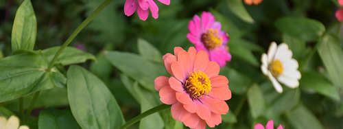 A close-up of salmon, pink and white colored zinnias against beautiful green foliage.