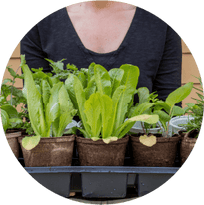Carrying young plants outdoors for hardening off process