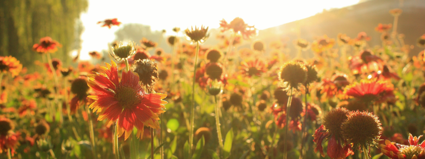 A field of Gaillardia flowers in bloom under soft sunlight
