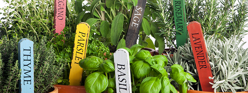Close-up of an assortment of various herbs growing in containers.