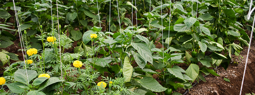 Marigolds growing amongst pepper plants to ward off garden pests.