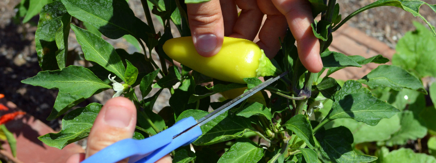 A gardener using blue-handled scissors to harvest a pepper from a pepper plant