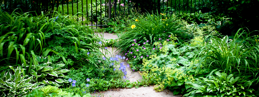 Perennial shade garden creating a landscaped entry near a black iron gate and fence