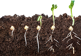 Five seeds showing the various stages of germination in sequential order