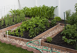 A home garden made up of mostly raised beds with rocks making pathways.