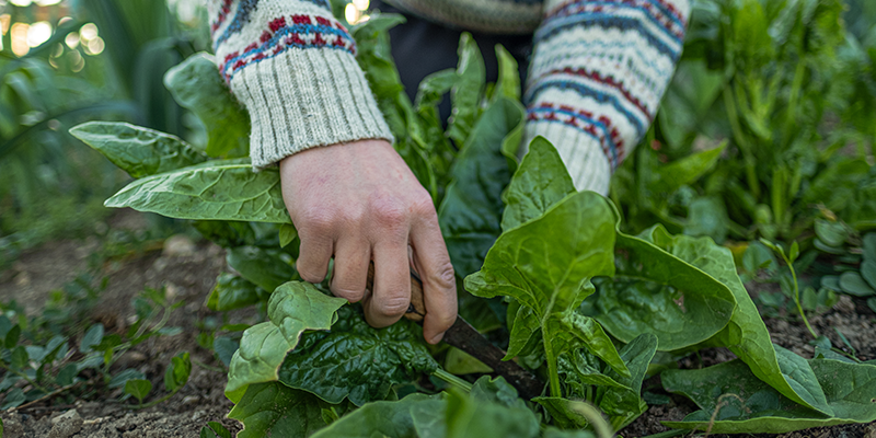 A gardener wearing a sweater to keep warm harvests some spinach from the garden.