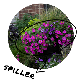 Circular image of a statement container with beautiful blooming petunias the 