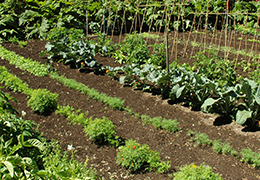 A vegetable garden planted in rows