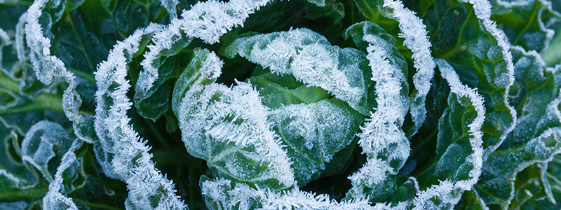 Brussels sprouts plant covered in frost crystals.