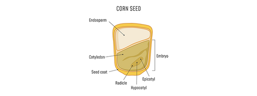 Anatomy of a corn seed: consists of endosperm, embryo, epicotyl, hypocotyl, radicle, seed coat and cotyledon.