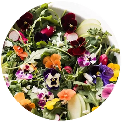 Some pretty little edible flowers sitting on top of a bowl of leafy greens.