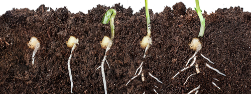 How a plant is grown from seed blog piece header image: image shows a seed germinating and growing in soil.