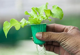 A small lettuce plant growing in a green hydroponic container with its roots dangling from the bottom of the pot