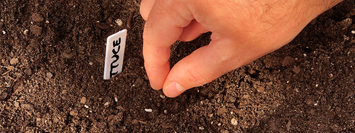 A gardener sowing a small lettuce seed directly into their outdoor garden soil.