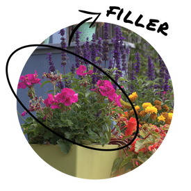 Circular image of a statement container with beautiful blooming geraniums as the 