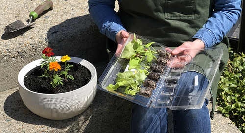 Gardener using marigolds as a filler piece and soon transplanting sweet potato vine seedlings as the spiller piece of a white container.