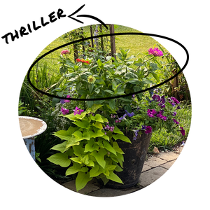 Circular image of a statement container with beautiful blooming zinnias as the 