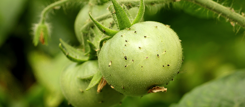 A group of aphids eating away at a ripening green tomato.