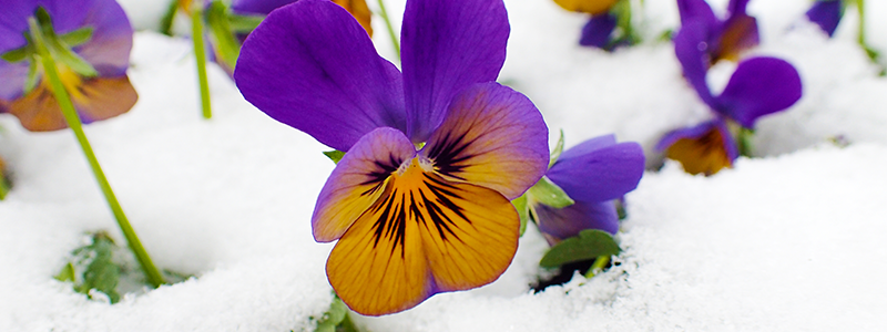 A viola is in bloom, with beautiful purple and yellow petals, sitting in a blanket of fresh snow.