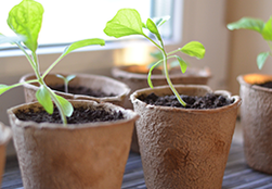 WHAT IS INDOOR SEED STARTING AND WHY IS IT NECESSARY IN GARDENING