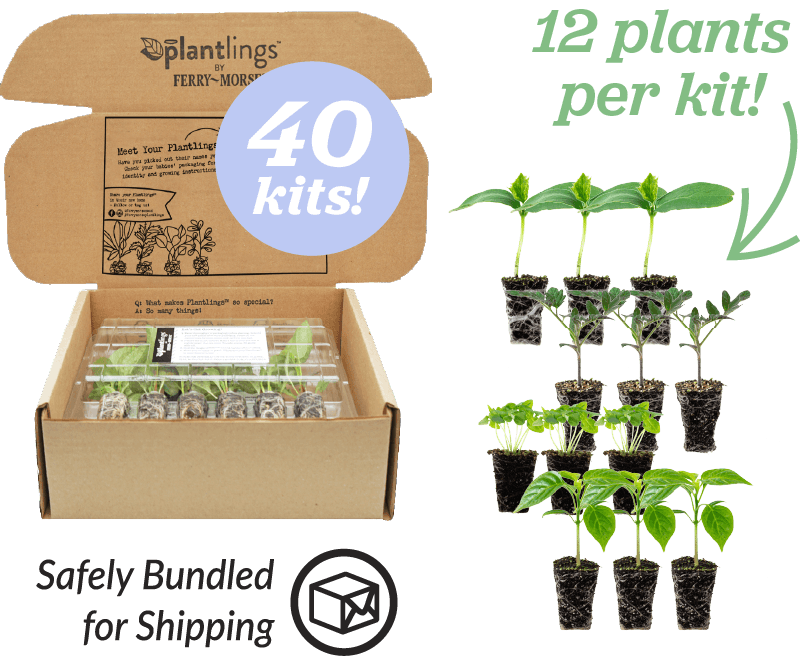 Plantlings box with 12 live baby plants