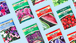 A collection of seed packets of different varieties