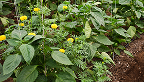 A row of plants growing with marigolds in a companion-planting scheme