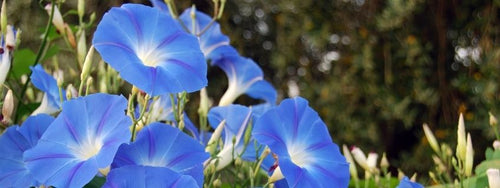 Blue morning glory flowers in the morning sun