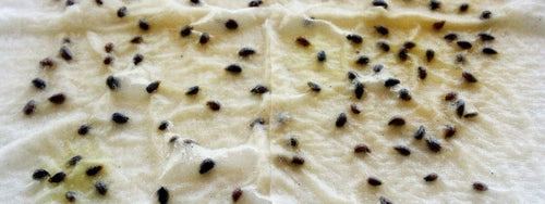 Seeds germinating between layers of wet paper towels