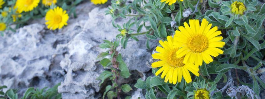 Yellow daisies growing on silver-gray rocky soil
