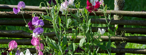Sweet pea flowers blooming against a wooden fence.