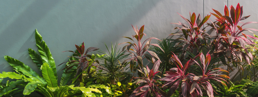 Tropical garden shaded by the edge of a roof with rays of sunlight illuminating some of the leaves