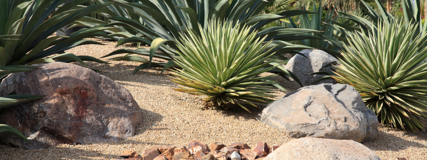 A drought-resistant landscape of succulents, accent rocks, and permeable hardscape