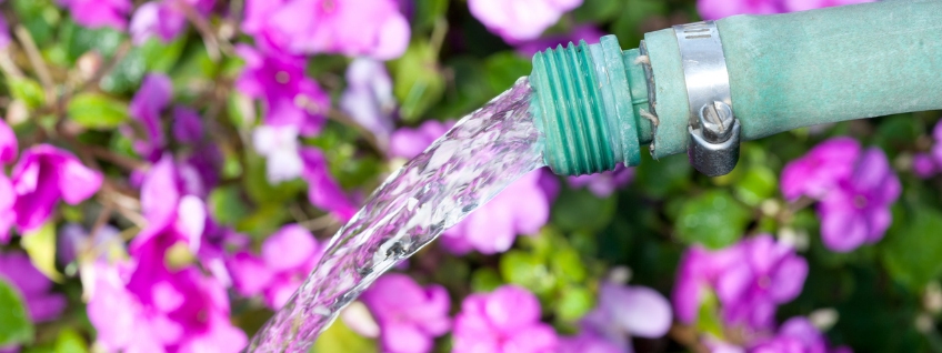 Watering a garden of purple flowers with a verdigris garden hose
