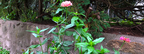 Close-up of the top of an iron trellis being used in place of a stake to support wind-blown zinnias.