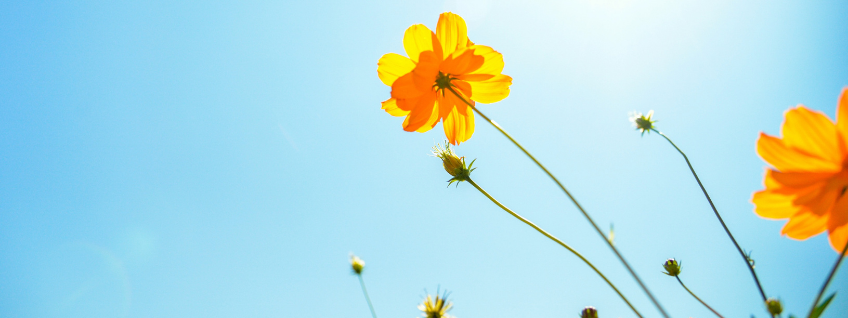 Yellow cosmos flowers in the sunshine